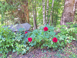 La Salle,:chalet nel bosco: fiori