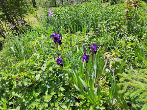 La Salle,:chalet nel bosco: fiori